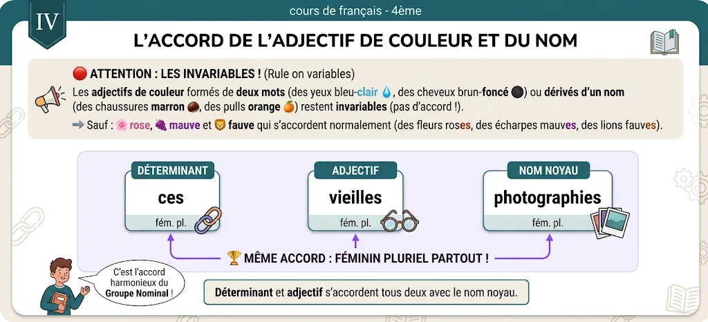 Infographie : l'accord de l'adjectif de couleur et du nom