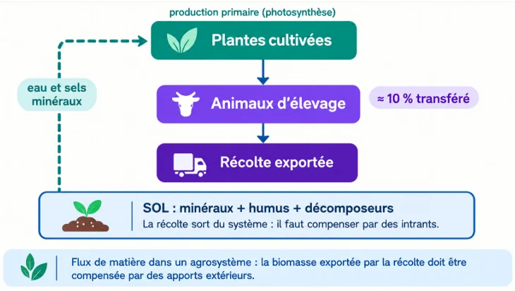 Infographie : flux de matière dans un agrosystème