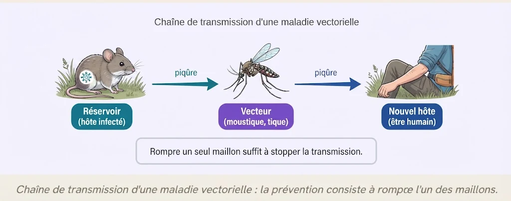 Infographie : la chaîne de transmission d'une maladie vectorielle