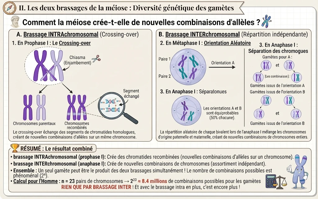 Infographie : les deux brassages de la méiose et la diversité des gamètes