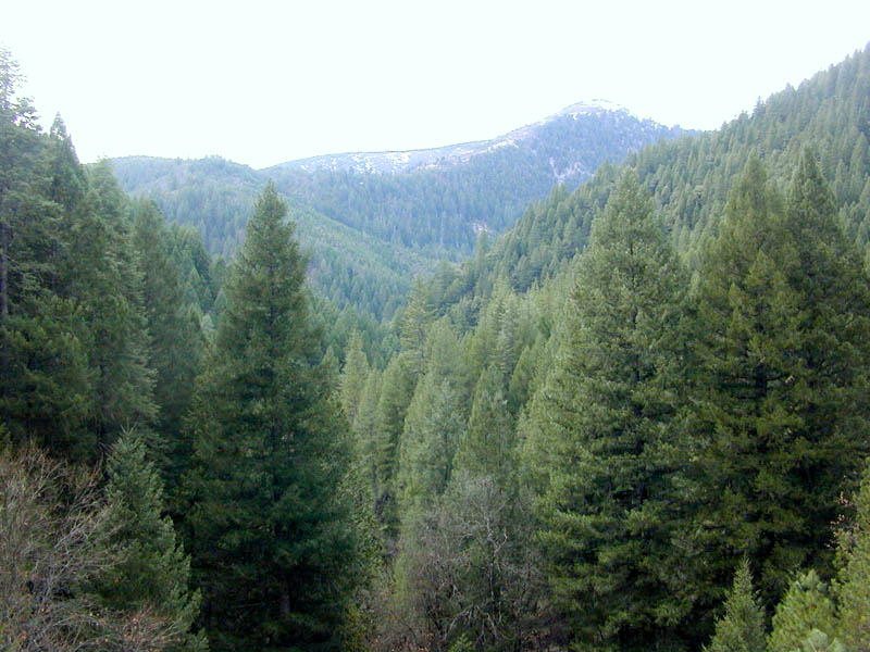 Le peuplement d'un milieu forestier.