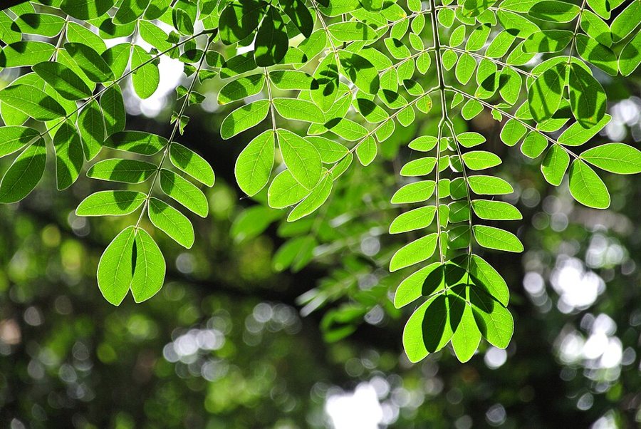 Les végétaux chlorophylliens et la photosynthèse.