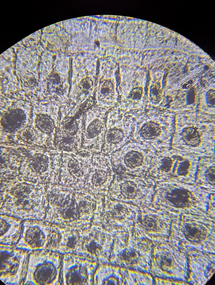 L'organisme pluricellulaire : des cellules observées au microscope.