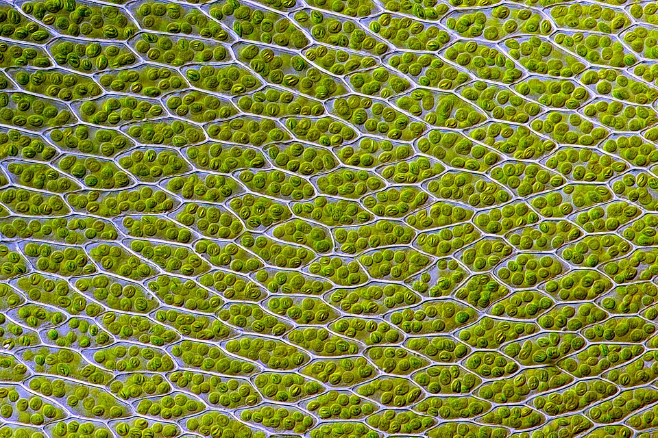 Une structure complexe : la cellule vivante