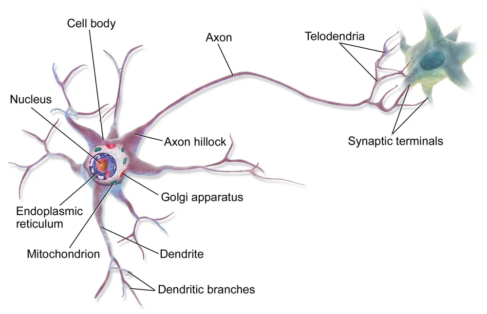 Structure d'un neurone