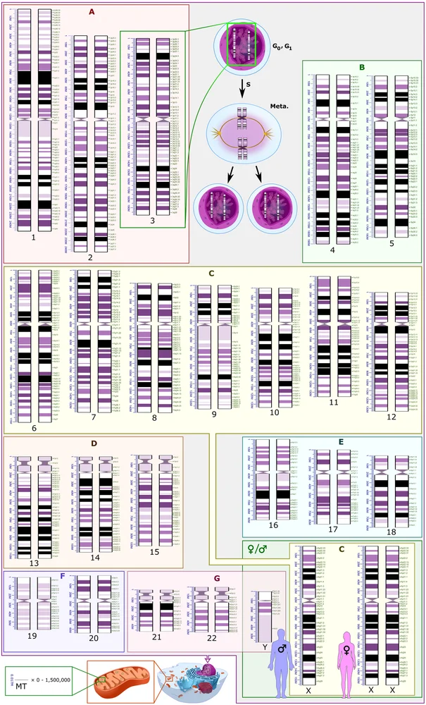 Caryotype humain