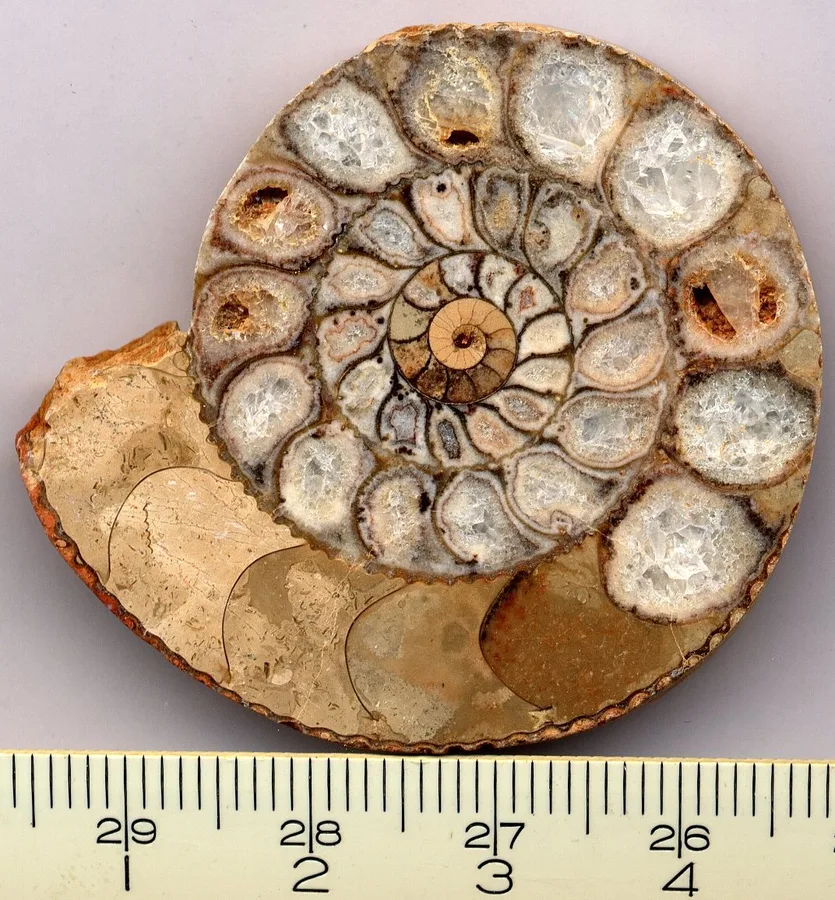Fossile d'ammonite