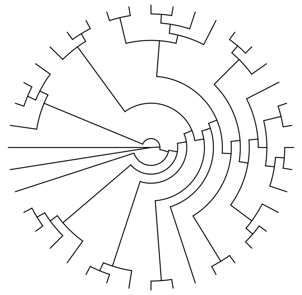 Arbre phylogénétique du vivant